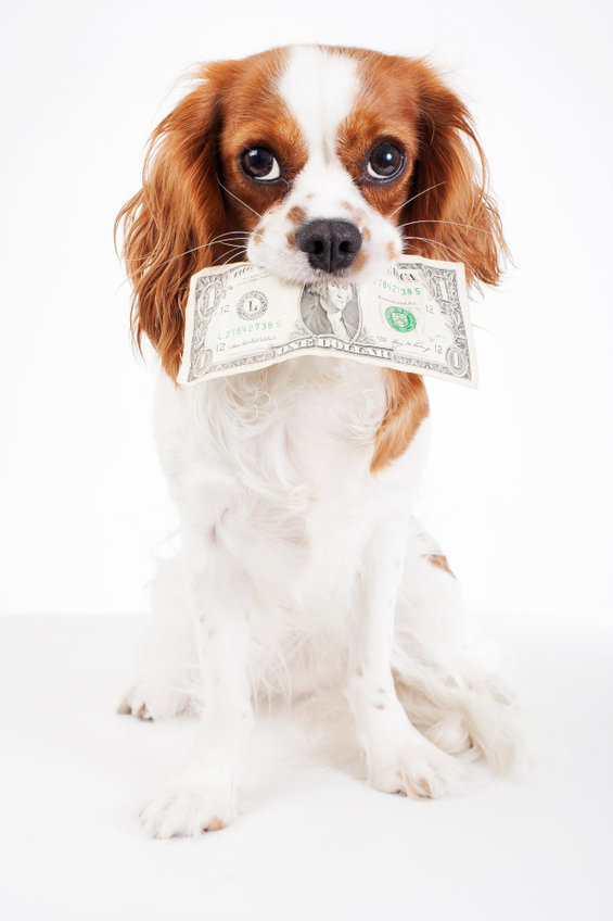 Cavalier King Charles Dog with dollar bill