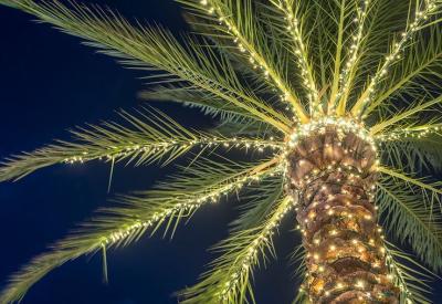 Lighted Palm Tree 